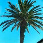 Phoenix canariensis List