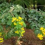 Senna macranthera Habitat