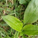 Plantago australis Deilen