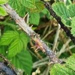 Rubus pruinosus Bark