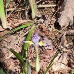 Iris verna Virág