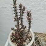 Euphorbia aeruginosa Blatt