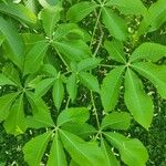 Aesculus flava Leaf