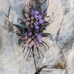 Physoplexis comosa 花