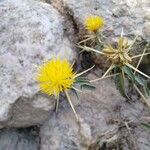 Centaurea hyalolepis 花