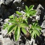 Potentilla caulescens Συνήθη χαρακτηριστικά