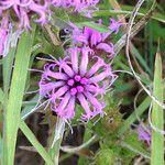 Liatris squarrosa Kukka