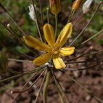 Bloomeria crocea Blüte