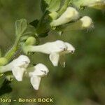Scutellaria albida 花