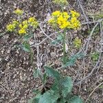 Senecio aronicoides Habitus