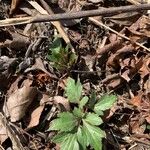 Ranunculus hispidus Leaf