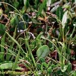 Carex capillaris Habitus