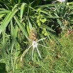 Hymenocallis caribaea 花