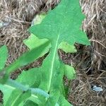 Lactuca muralis Likasa