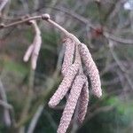 Betula chichibuensis Flower