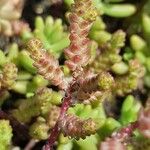 Sedum moranense Leaf