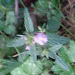 Galeopsis ladanumFlower