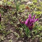 Iris reticulata M.Bieb.Květ