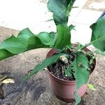 Anthurium schlechtendalii Leaf