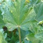 Malva arborea Leaf