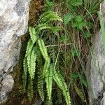 Asplenium viride Листок