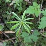 Galium aristatum Листок