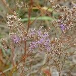 Limonium scoparium 花