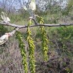 Populus albaFlower