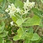Calotropis gigantea Hoja