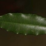 Parahancornia fasciculata List