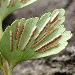 Asplenium stuhlmannii Leaf