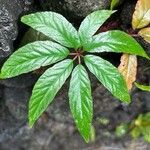 Panax quinquefolius Leaf