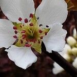 Pyrus pyrifolia Blomst