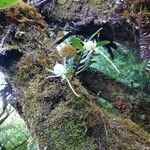 Angraecum expansum Other