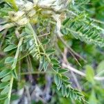 Astragalus sirinicus Leaf