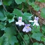 Cymbalaria muralis P.Gaertn., B.Mey. & Scherb.Flower