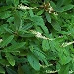 Clethra acuminata Alkat (teljes növény)