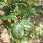 Quercus parvula