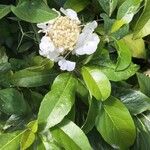 Hydrangea seemannii Flor