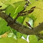 Liquidambar formosana Bark