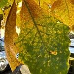 Quercus bicolor Fulla