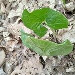 Asarum canadense Liść