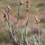 Aeluropus littoralis Habit