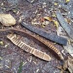 Cassia grandis Frucht