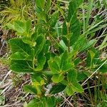 Chamaemespilus alpina Celota