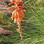 Aloe arborescensFlor