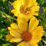 Dimorphotheca sinuata 花