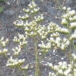 Limonium cossonianum Květ