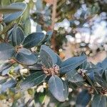 Buxus balearica Frucht