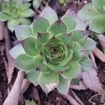 Sempervivum tectorum অভ্যাস